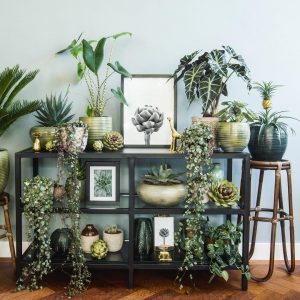 urban jungle