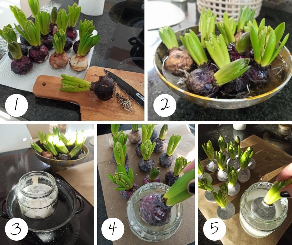 Voskované hyacinty postup